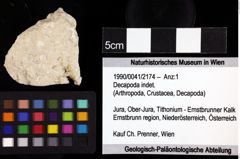 Foto (Objket + Etiketten) von Decapoda indet. 